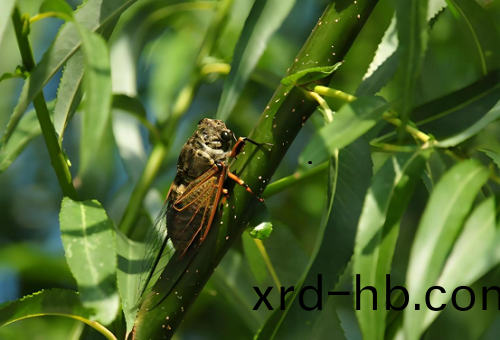 【大暑】尋靜(jing)賞盛夏(xia)，蓄力前(qian)行(xing)